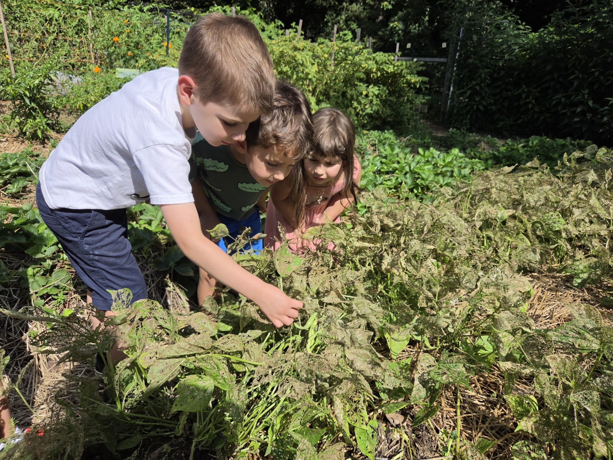Abundance Farm